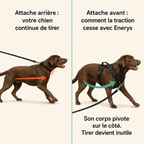 Harnais anti-traction - Enerys Pets