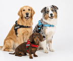 Harnais anti-traction - Enerys Pets
