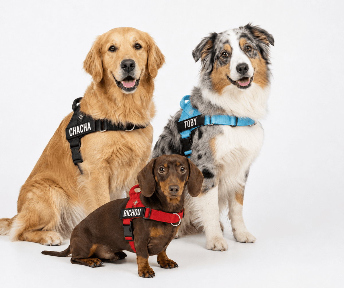 Harnais anti-traction - Enerys Pets